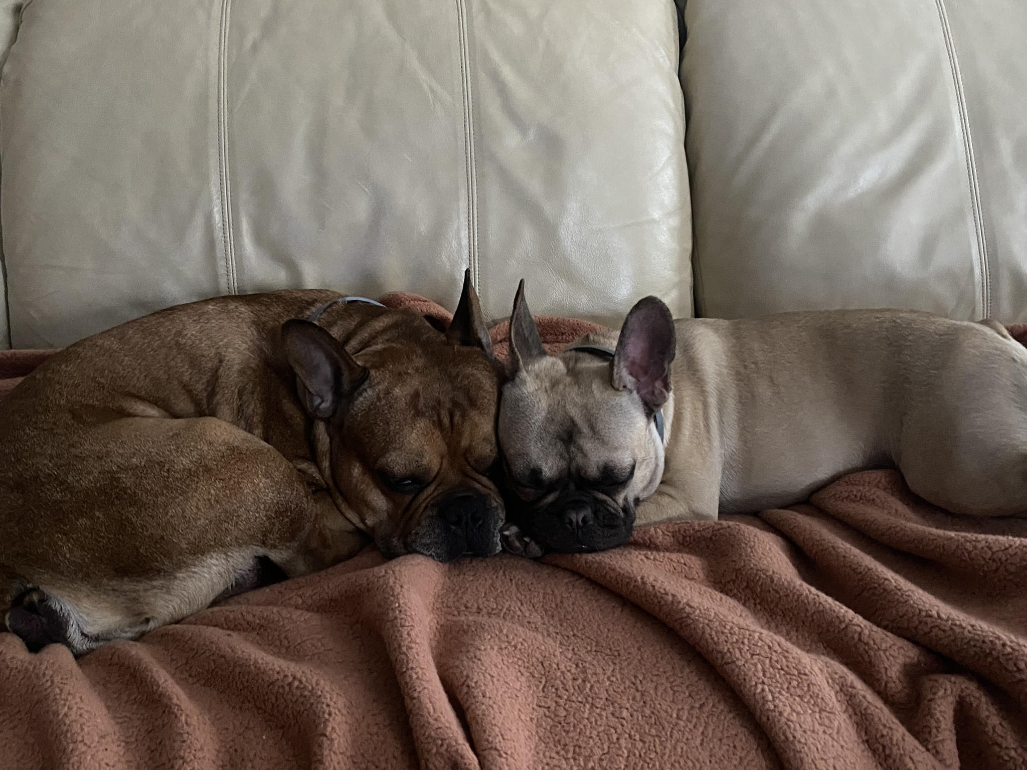 Photograph Of My Dogs